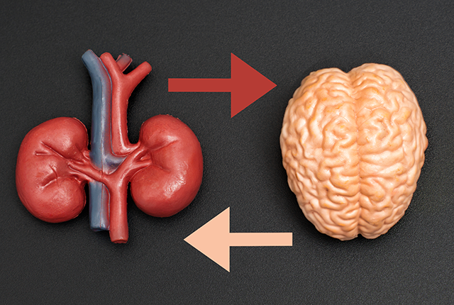 Kidney and brain connection. Ekaterina Chizhevskaya/Getty Images.